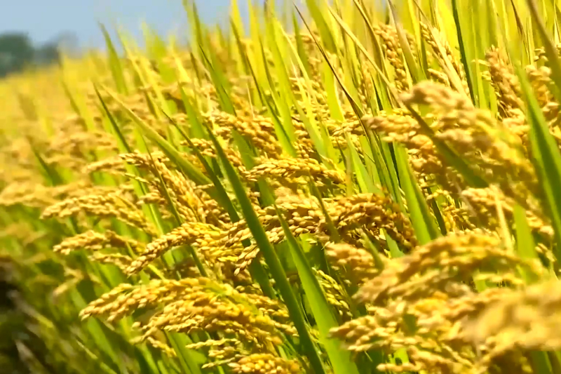 新质生产力热潮涌 黑土地奏响“秋之声”——长春市粮食综合生产能力再上新台阶