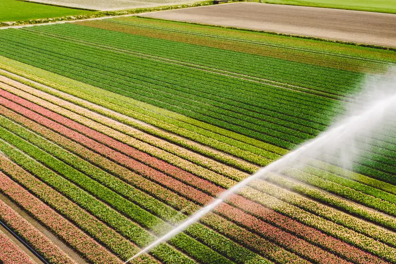 走进黑土地 品味蓝天映稻黄之美